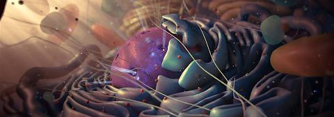 Reticulum